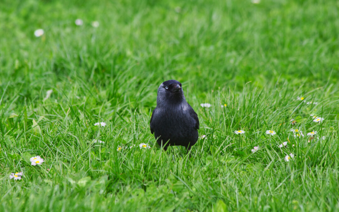 Satanés corvidés