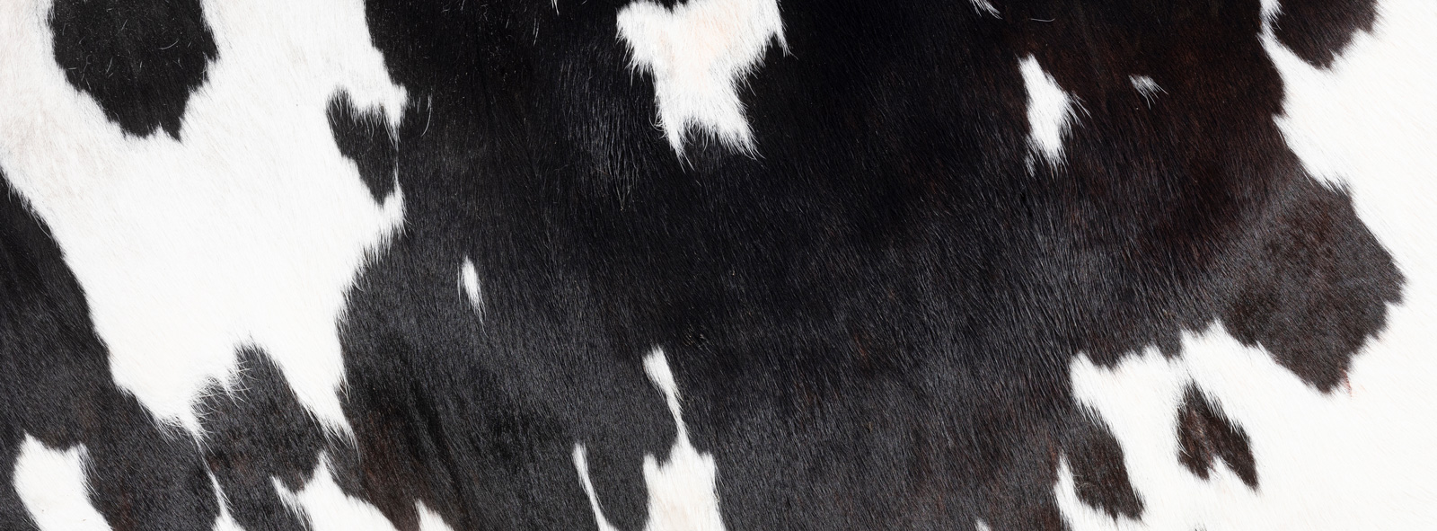 peau-vache