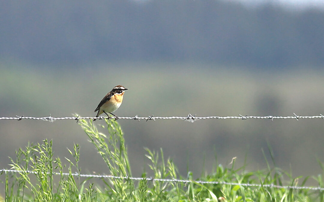 Un passage en force qui fait fi des signaux électoraux…
