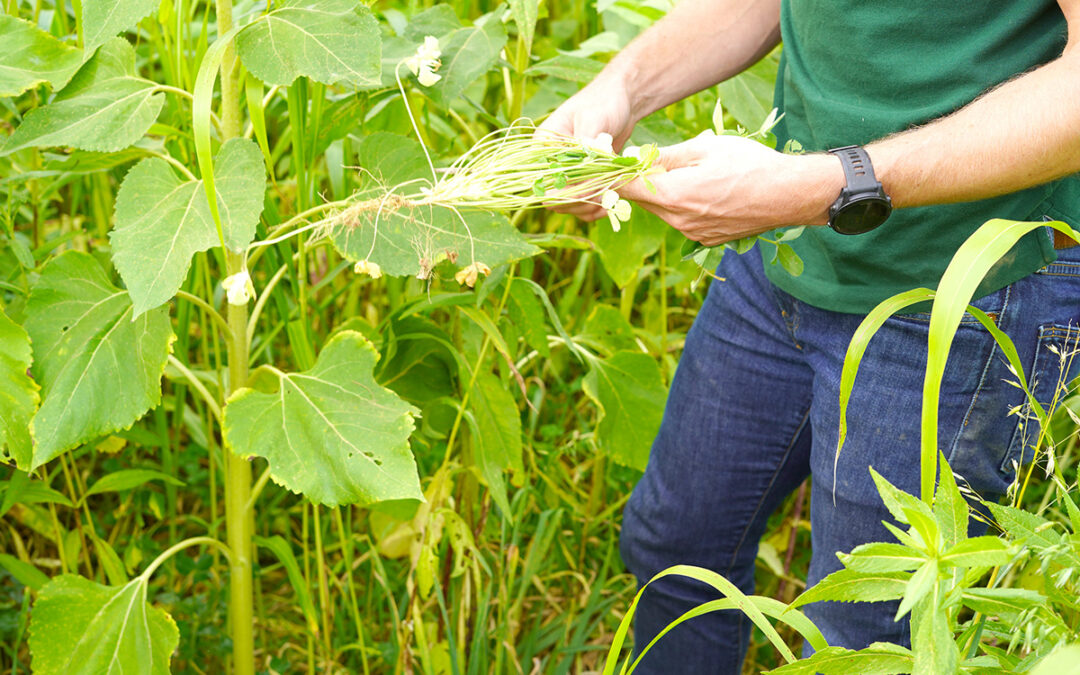 L’agriculture de conservation des sols, la solution d’avenir ?