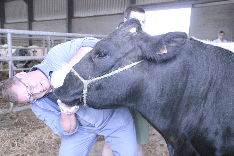 FWA475---Photo-2--En-deuxième-lieu,-il-vérifie-la-conformité-de-la-gueule-de-l'animal-(©Pleinchamp2) Une-élection