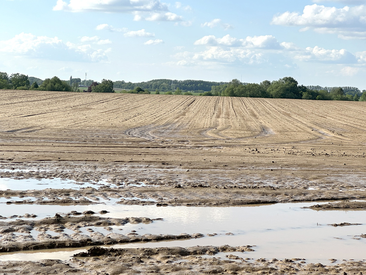 FWA491_Les-intempéries-du-12-mai-dernier-ont-causé-beaucoup-de-dégâts,-notamment-en-betteraves-et-chicorées