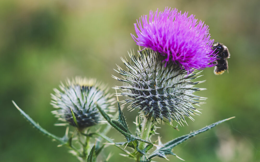 Un chardon aux épines plutôt flatteuses