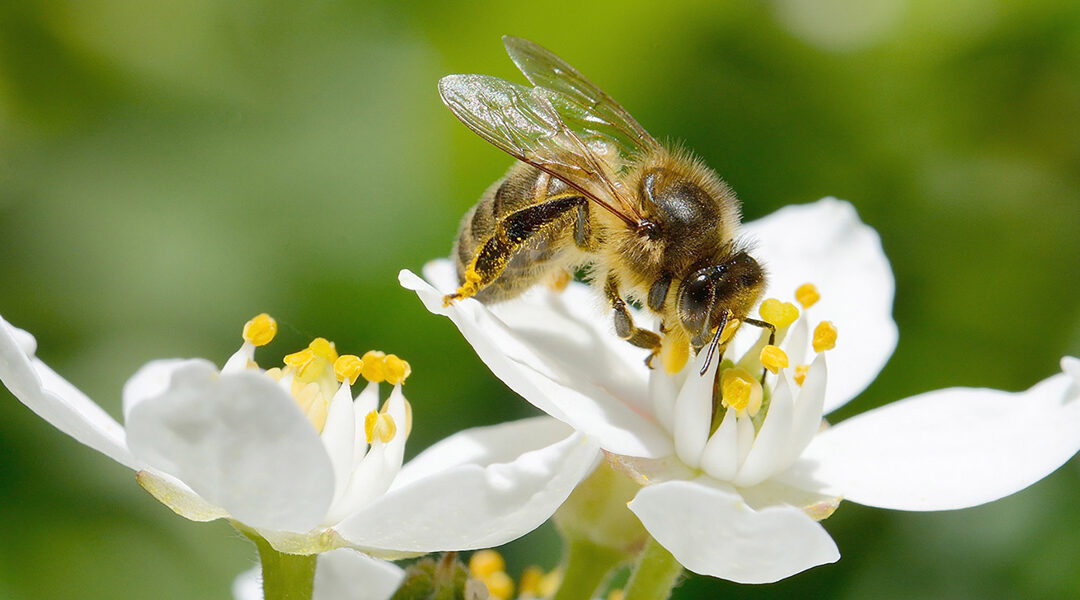 Sauvegarder les pollinisateurs: la PAC et au-delà