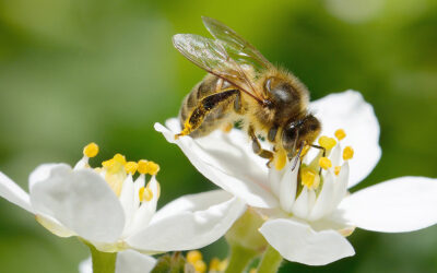 Sauvegarder les pollinisateurs: la PAC et au-delà