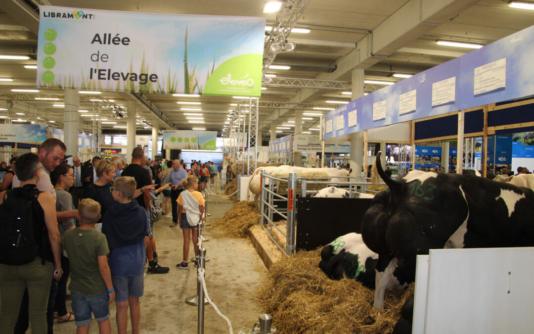 Les débuts du Herd-Book Jersey à Libramont, awé ?