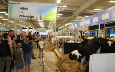 Les débuts du Herd-Book Jersey à Libramont, awé ?