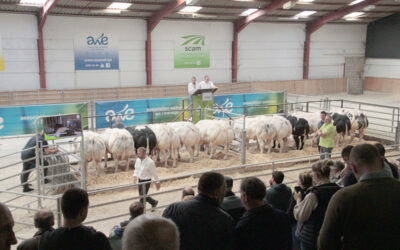 La Criée aux taureaux, entre tradition et modernité