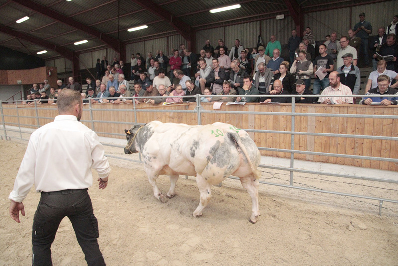 FWA475---Photo-2--En-deuxième-lieu,-il-vérifie-la-conformité-de-la-gueule-de-l'animal-(©Pleinchamp2) Photo-2---Les-taureaux-sont-présentés-un-à-un-devant-les-acheteurs-potentiels-(©Pleinchamp)