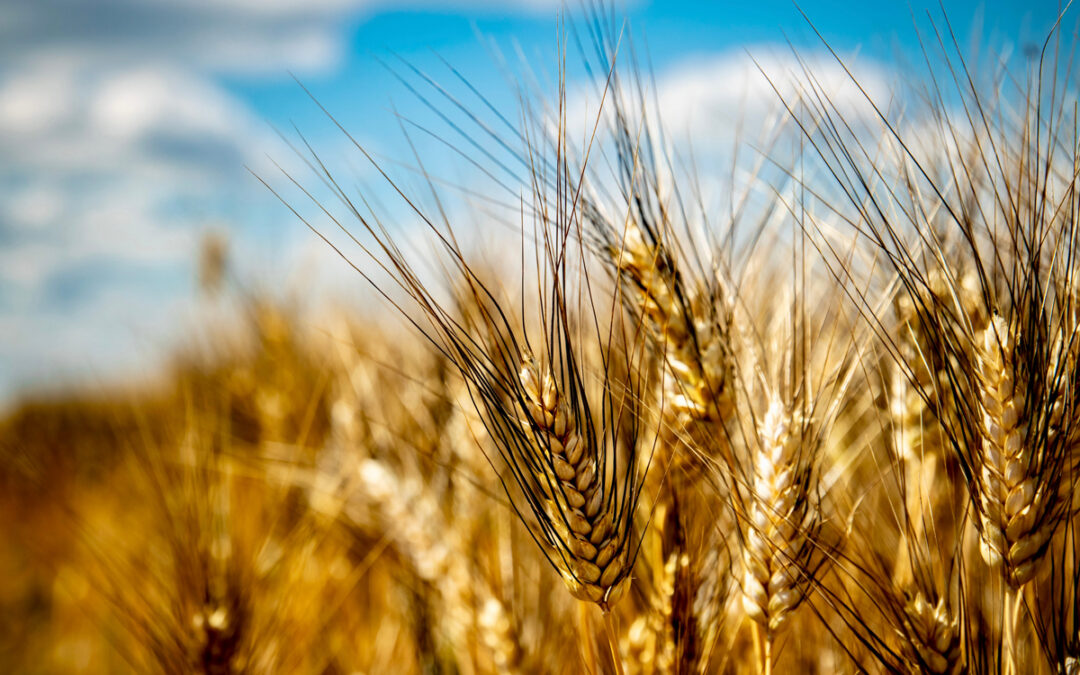 Blé dur, maturité des grains à surveiller