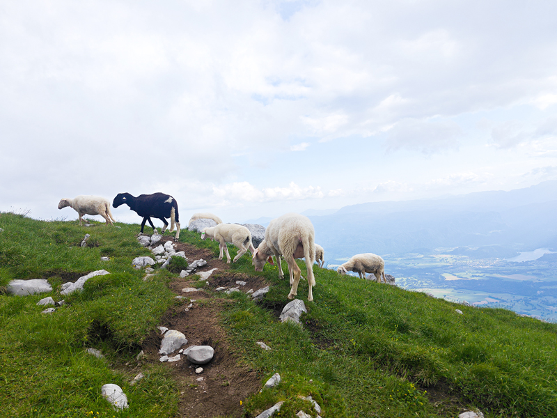 mouton-slovenie