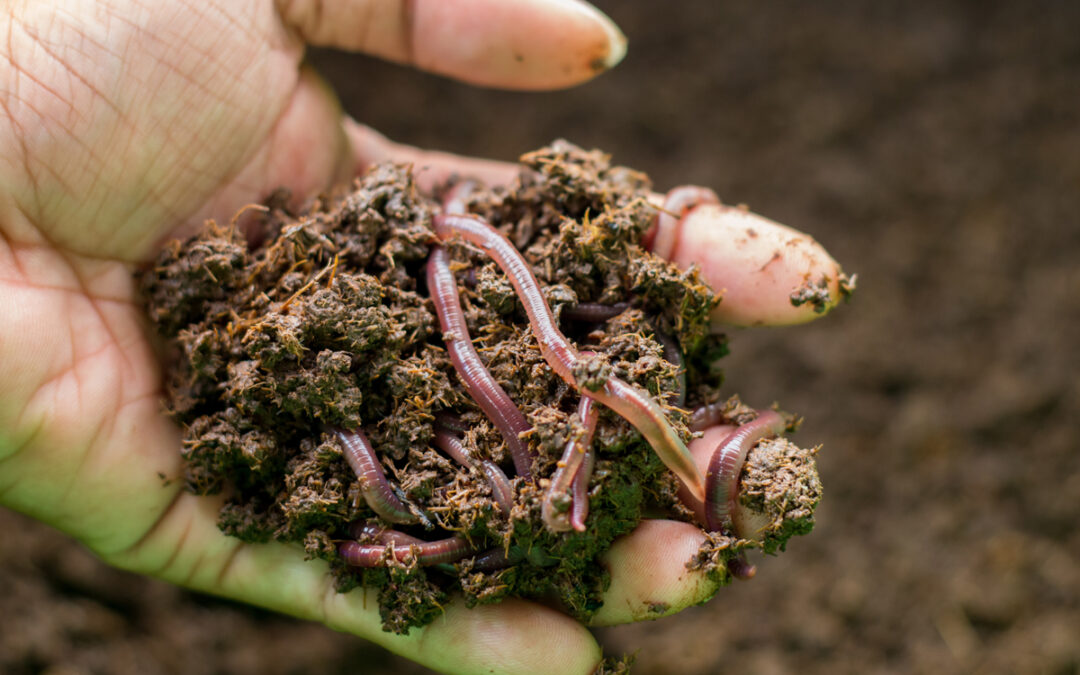 Le lombricompost, une solution agronomique alternative 