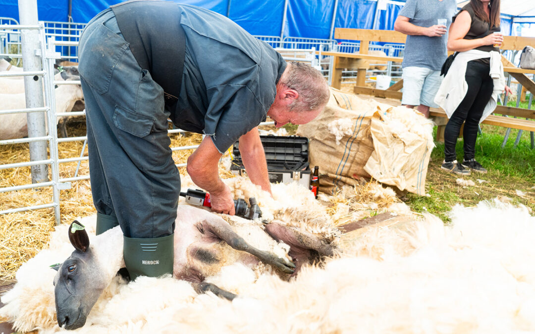 Annulation des concours ovins à Battice