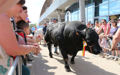 Les champions Blanc-Bleu Belge de l’édition 2024 de Libramont