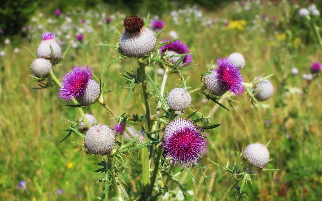 L’échardonnage, une épine dans le pied des agriculteurs