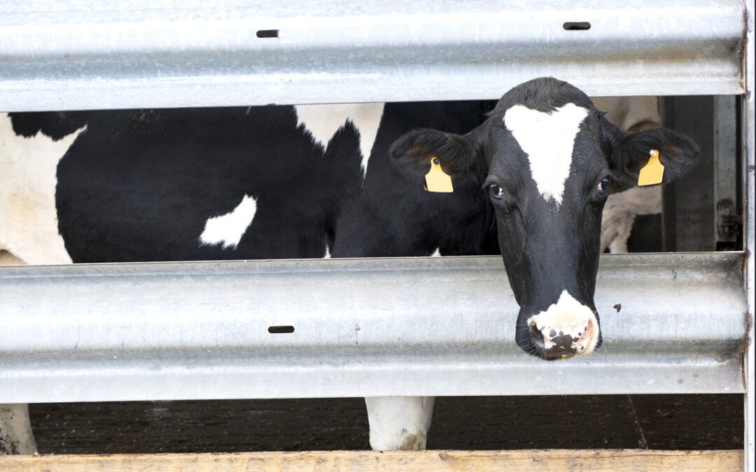 Langue bleue: explosion des contaminations