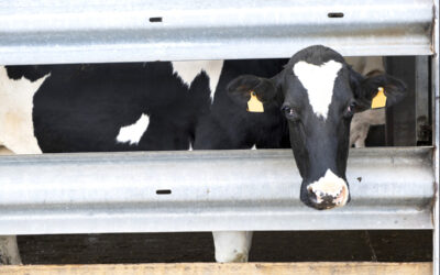 Langue bleue: explosion des contaminations