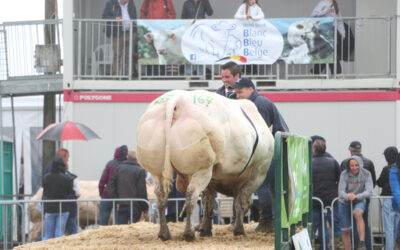 Le Blanc-Bleu Belge: métier et hobby de Geoffrey