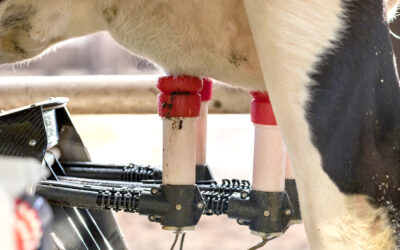 FCO-3: les élevages laitiers également durement impactés