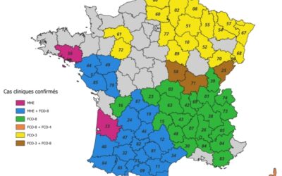 FCO-8 et Maladie Hémorragique Épizootique