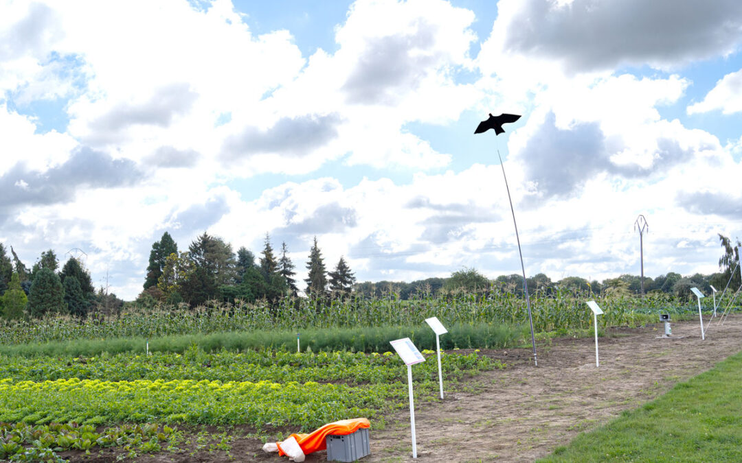 Hortifolies : rendez-vous avec la fine fleur de l’horticulture wallonne