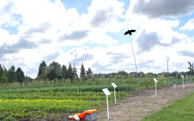 Hortifolies : rendez-vous avec la fine fleur de l’horticulture wallonne