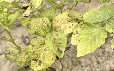Dérogation d’usage de fongicides contre le mildiou de la pomme de terre (Phytophthora infestans)
