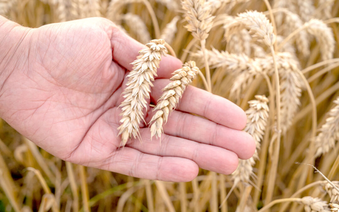 Froment d’hiver: quelles variétés choisir pour les prochains semis?