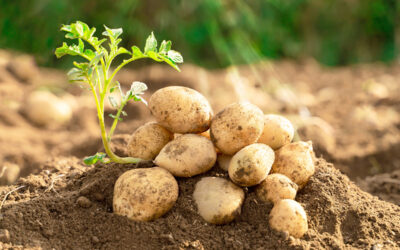 Pommes de terre: la cotisation au Fonds de solidarité à nouveau exigée