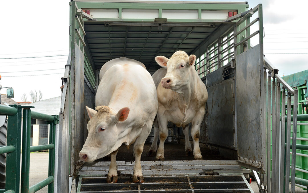 Règlement européen sur le bien-être animal pendant le transport