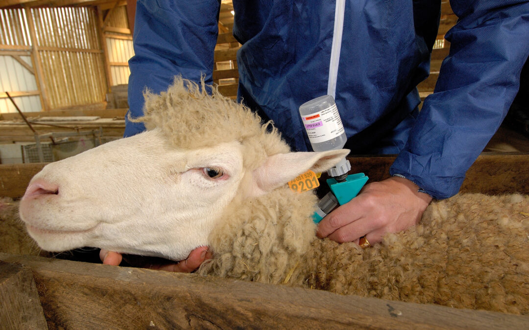 L’UPV plaide plus que jamais pour la vaccination