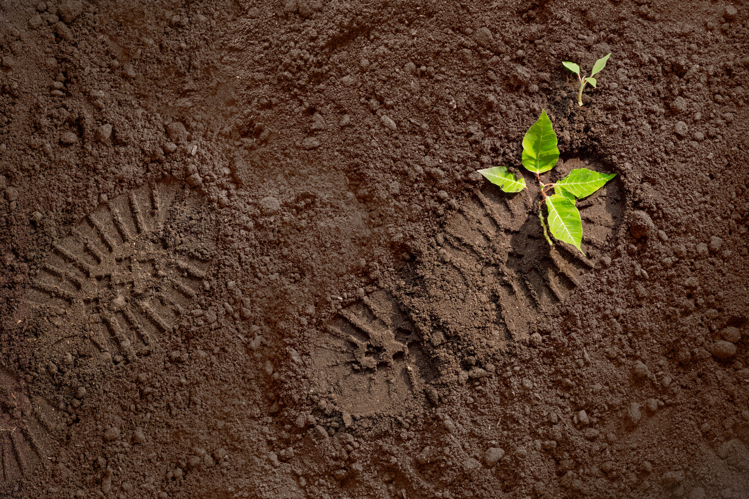 soldier boot print on plowed ground, broken green plant, attack, war concept Repartir d'un bon pied