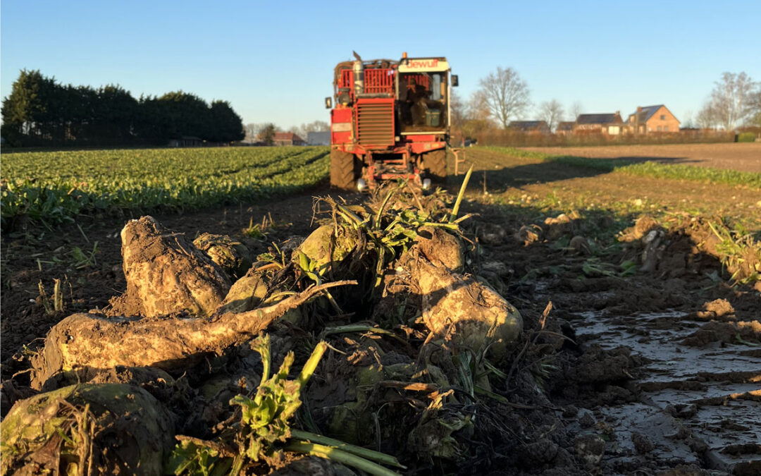 Contrats 2025: la proposition de prix qui fait bondir les betteraviers