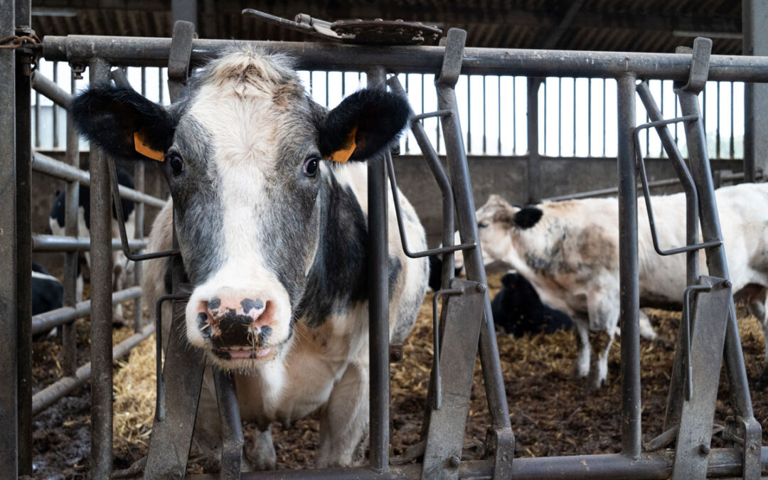 Isoler les bovins nouvellement achetés