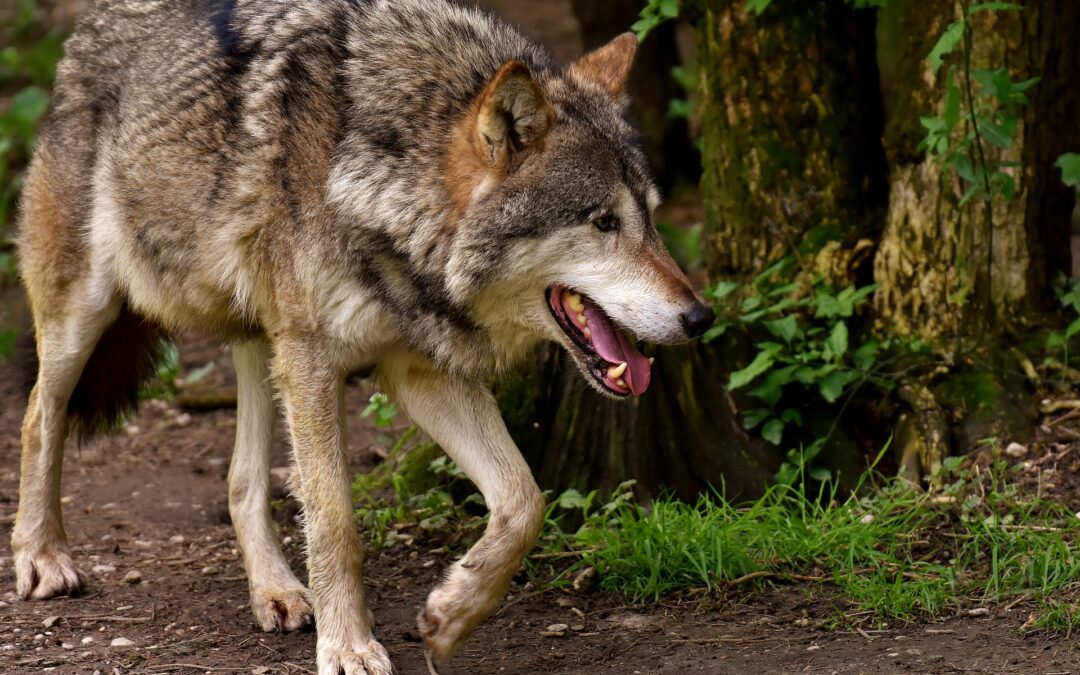 27 attaques avérées de loup en 2024, dont au moins 7 sur des bovins